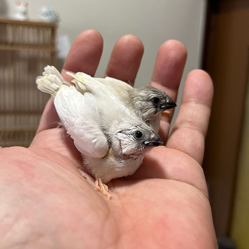 キンカチョウのヒナ