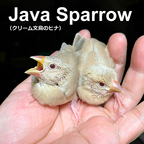 文鳥のヒナ