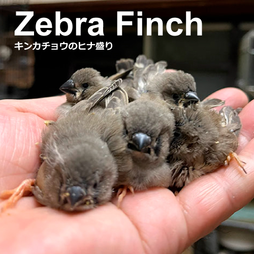 キンカチョウのヒナ