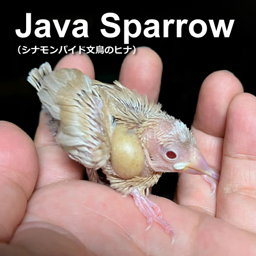 文鳥のヒナ