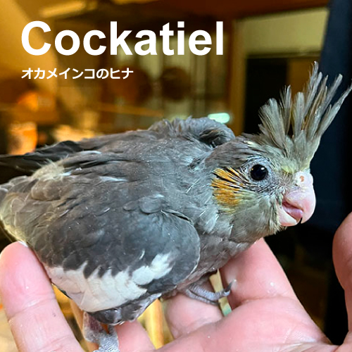 オカメインコのヒナ