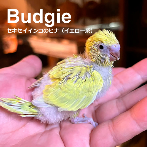 セキセイインコのヒナ