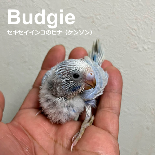 セキセイインコのヒナ