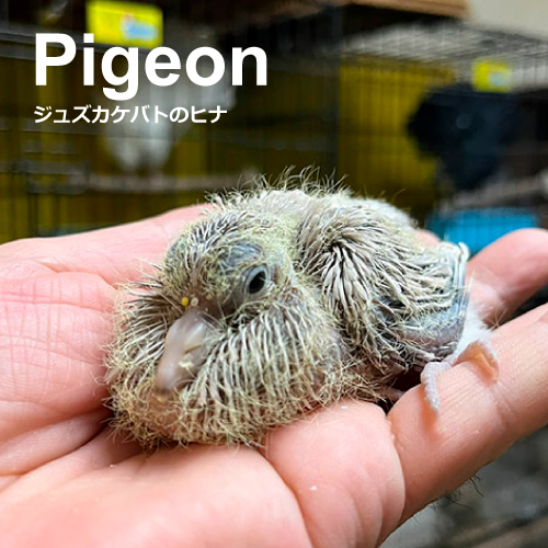ハトのヒナ