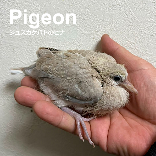 鳩のヒナ