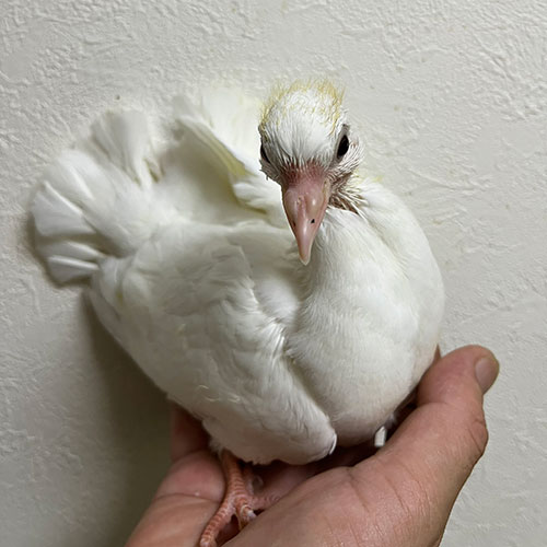 孔雀鳩のヒナ