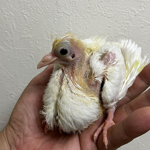 孔雀鳩のヒナ