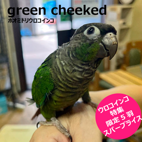 ウロコインコのヒナ