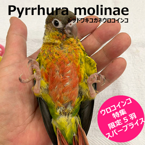 ウロコインコのヒナ