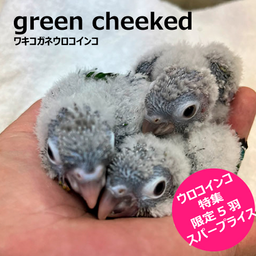 ウロコインコのヒナ