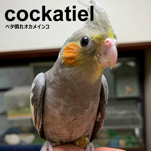 オカメインコのヒナ