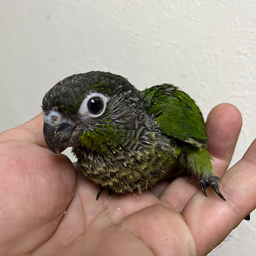 インコのヒナ