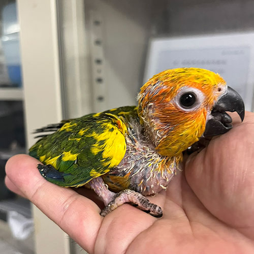 インコのヒナ