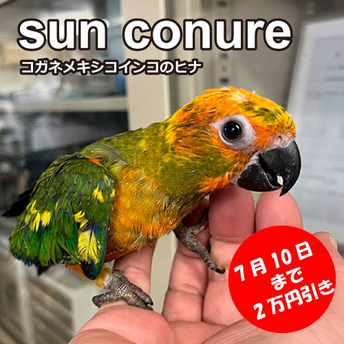 インコのヒナ