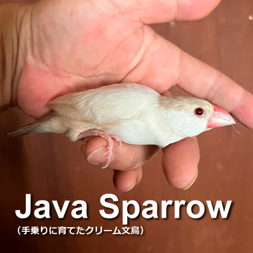 文鳥のヒナ