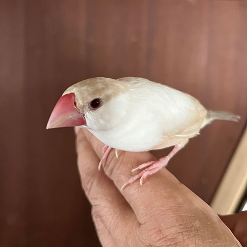 文鳥のヒナ