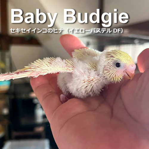 セキセイインコのヒナ