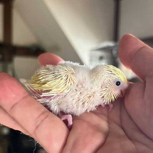セキセイインコのヒナ