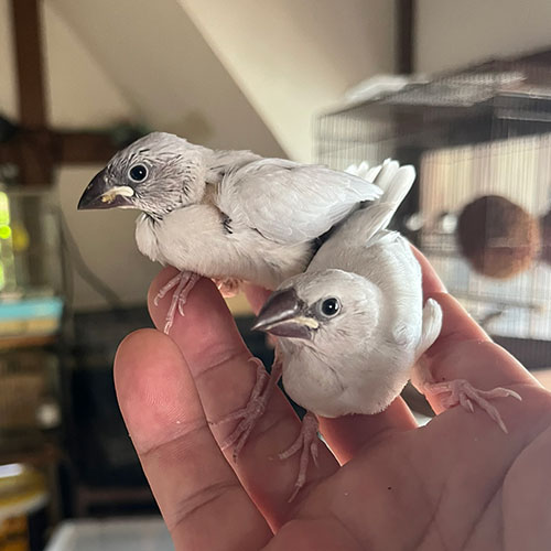 文鳥のヒナ