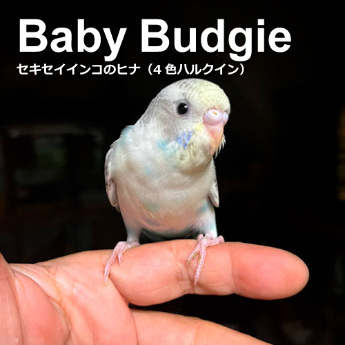 セキセイインコのヒナ