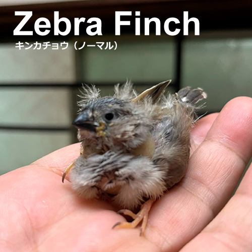 キンカチョウのヒナ