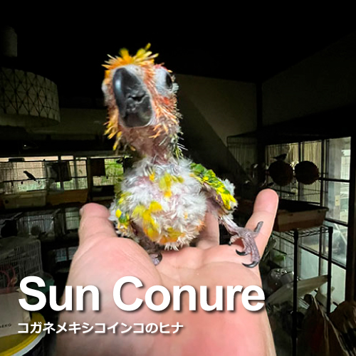 インコのヒナ