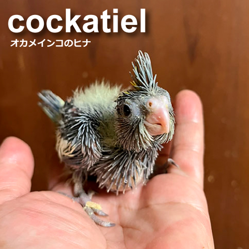 オカメインコのヒナ