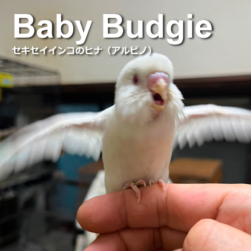 セキセイインコのヒナ