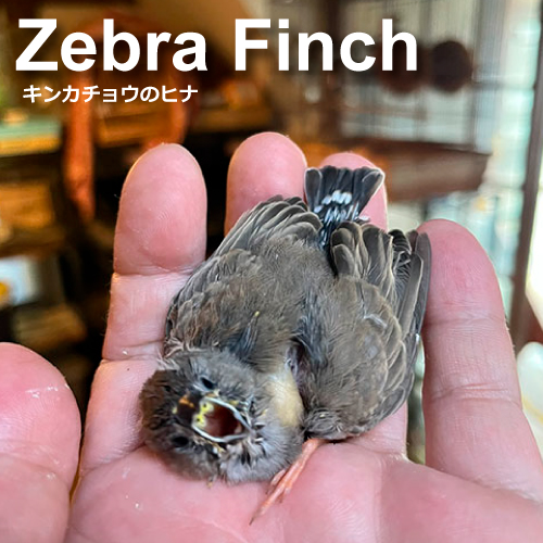 キンカチョウのヒナ