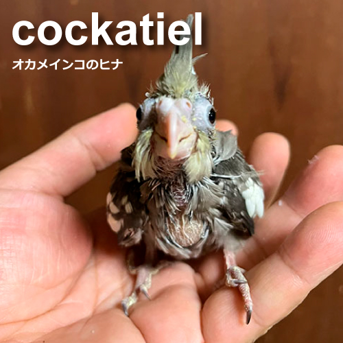 オカメインコのヒナ