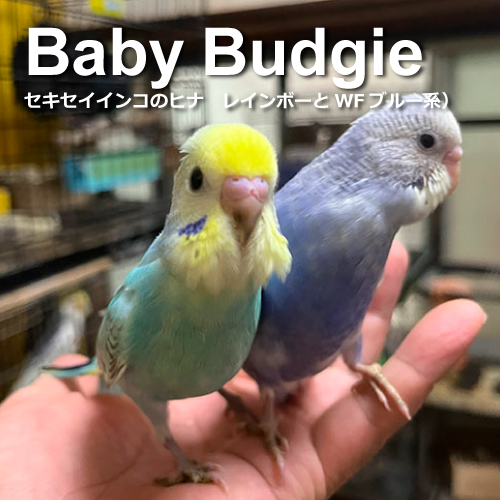 セキセイインコのヒナ