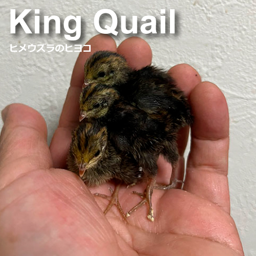 ヒメウズラのヒヨコ