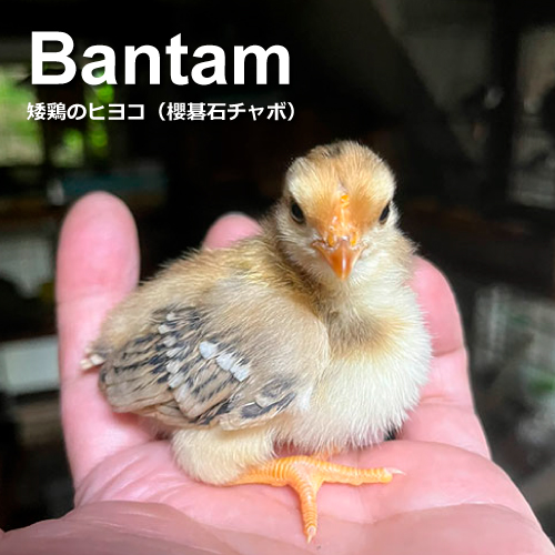 チャボのヒヨコ