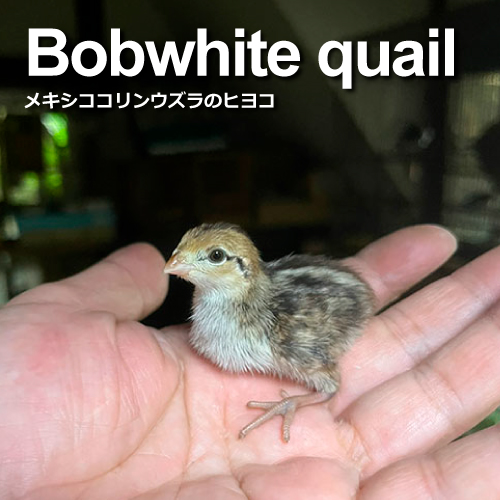 鶉のヒヨコ