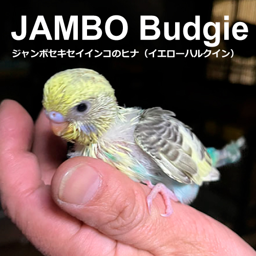 キンカチョウのヒナ