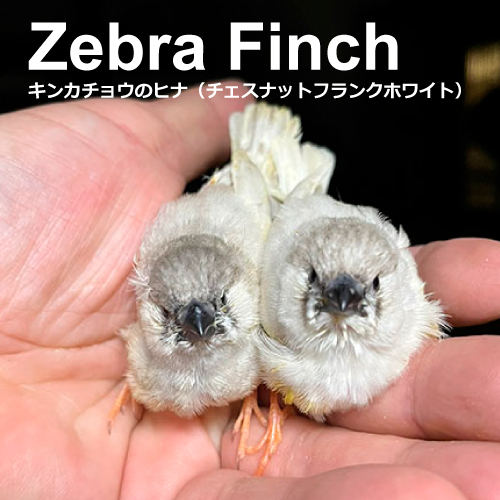 キンカチョウのヒナ