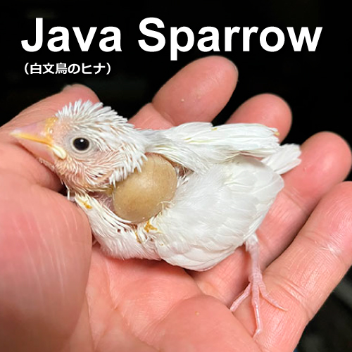 文鳥のヒナ