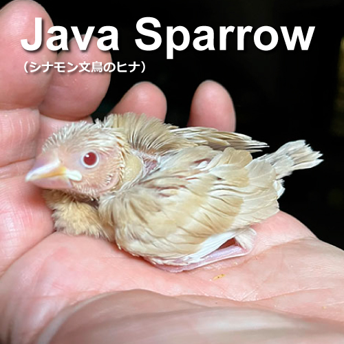 文鳥のヒナ