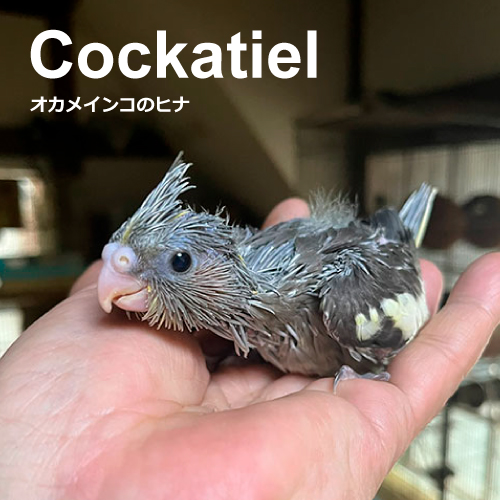 オカメインコのヒナ