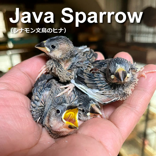 文鳥のヒナ