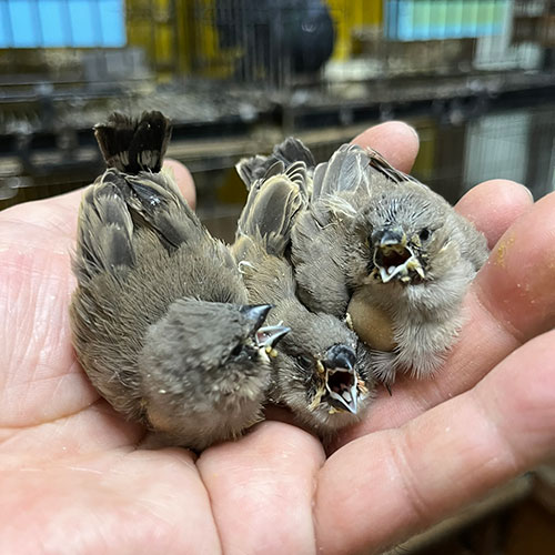 キンカチョウのヒナ