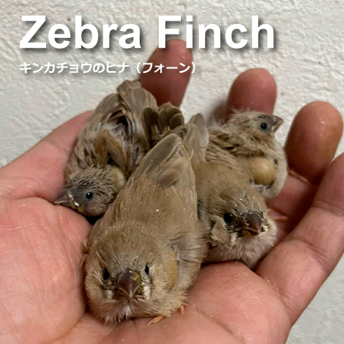 キンカチョウのヒナ