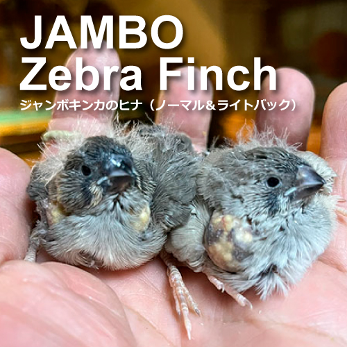 キンカチョウのヒナ