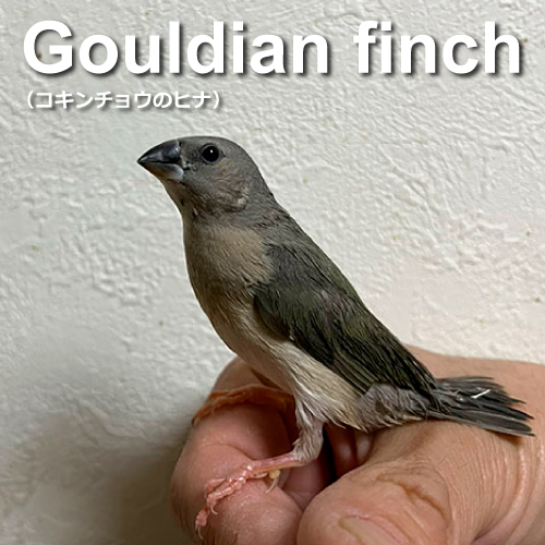 コキンチョウのヒナ