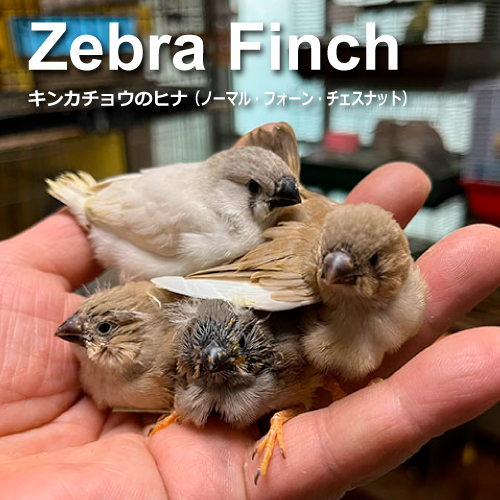 キンカチョウのヒナ