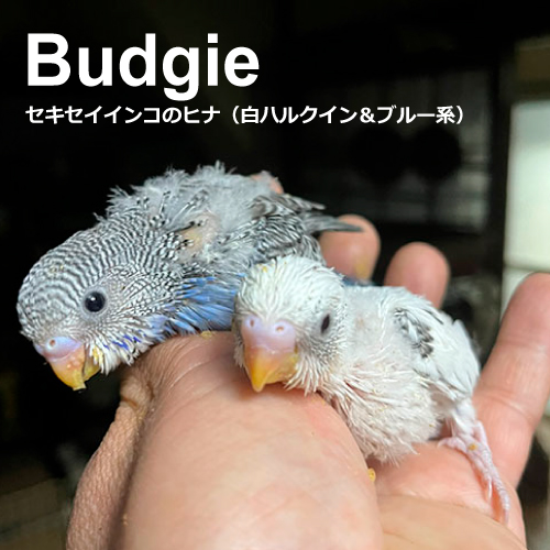 セキセイインコのヒナ