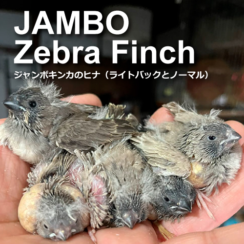 キンカチョウのヒナ