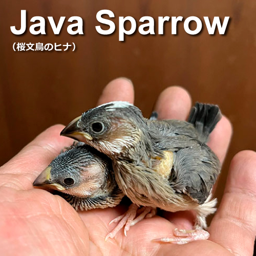 文鳥のヒナ