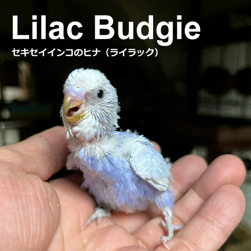 セキセイインコのヒナ