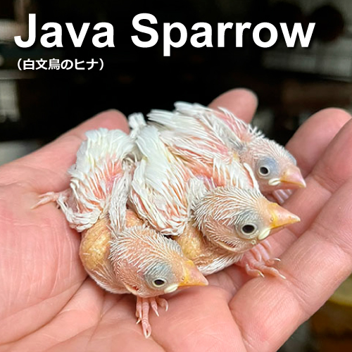 文鳥のヒナ